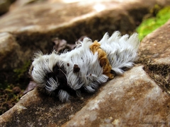 Zygaenoidea