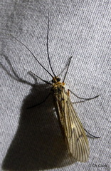 Dicosmoecus