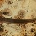 Jollyville Plateau Salamander - Photo (c) scottwahlberg, some rights reserved (CC BY-NC), uploaded by scottwahlberg