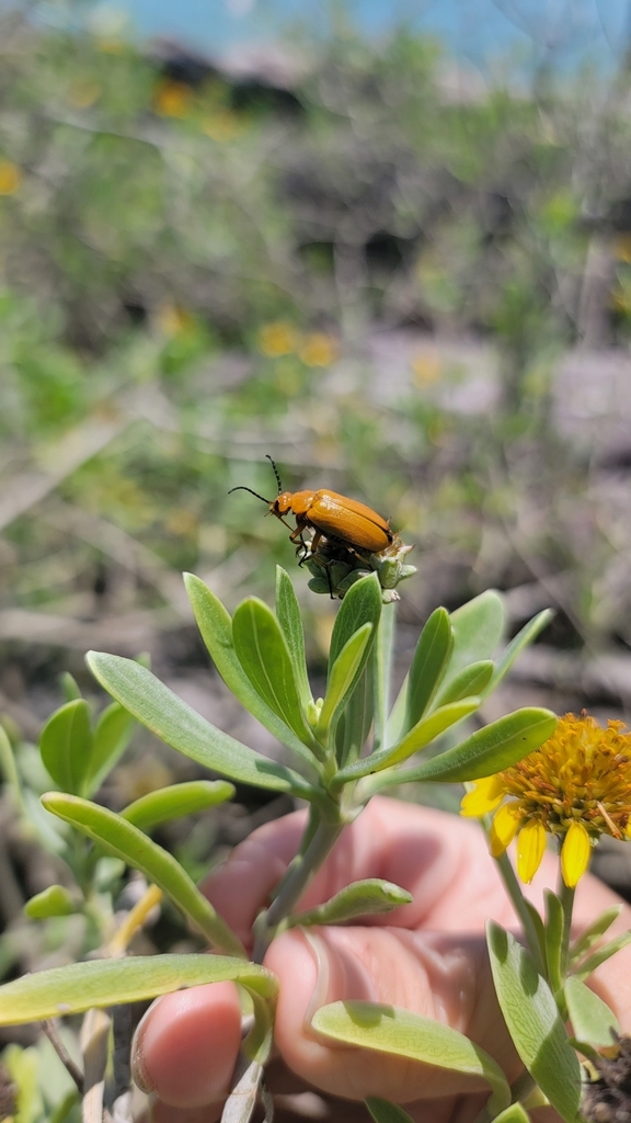 Nemognatha punctulata