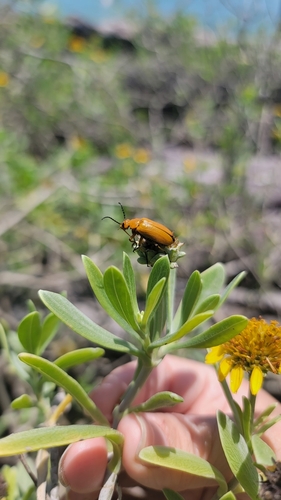 Nemognatha punctulata