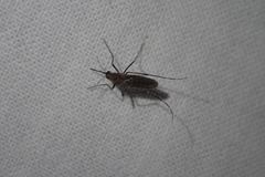 Culex tarsalis