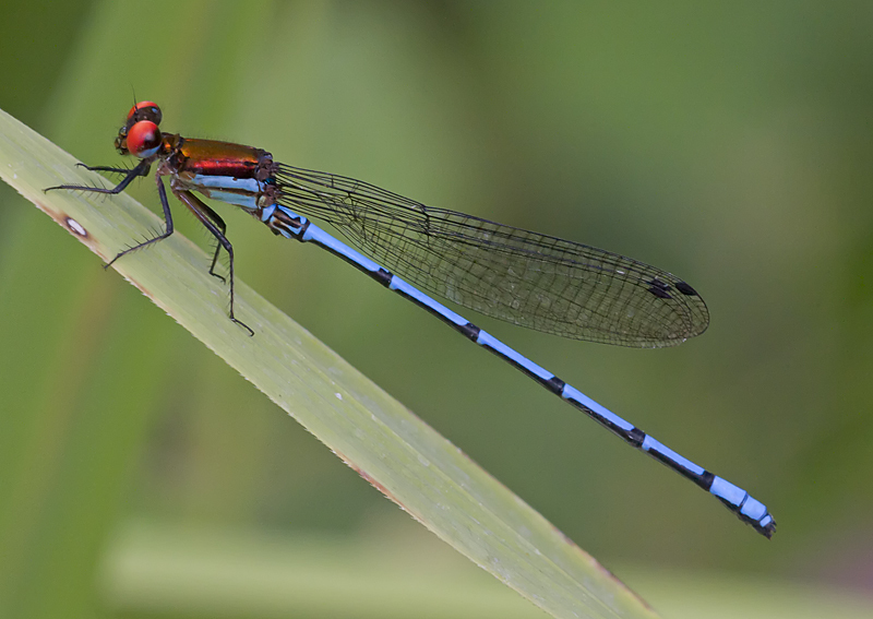 Argia limitata