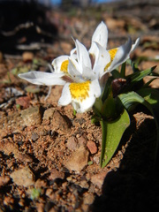 Moraea falcifolia