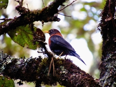 Turdus rufitorques