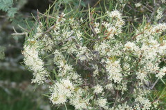 Hakea microcarpa