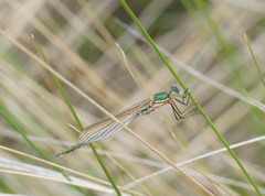 Austrolestes cingulatus