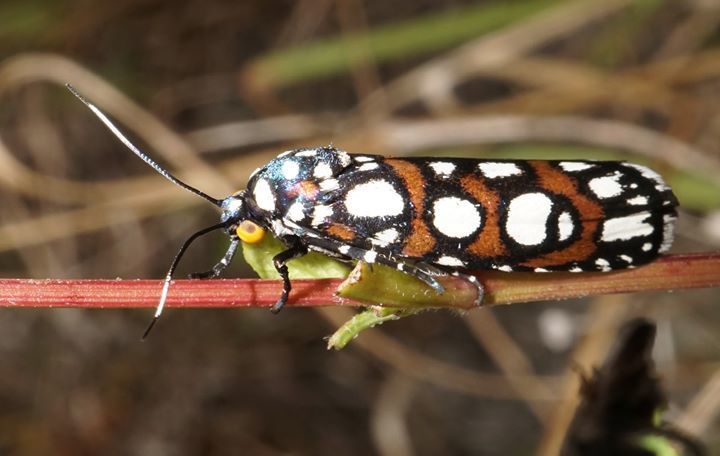 Regal Cydosia