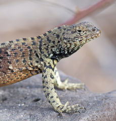 Microlophus delanonis