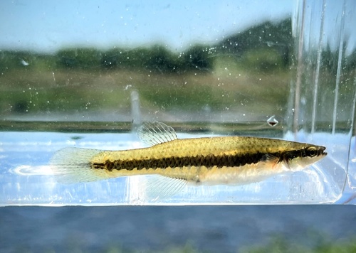 Blackstripe topminnow (Fundulus notatus) — Fundulidae — 3