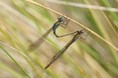 Austrolestes cingulatus
