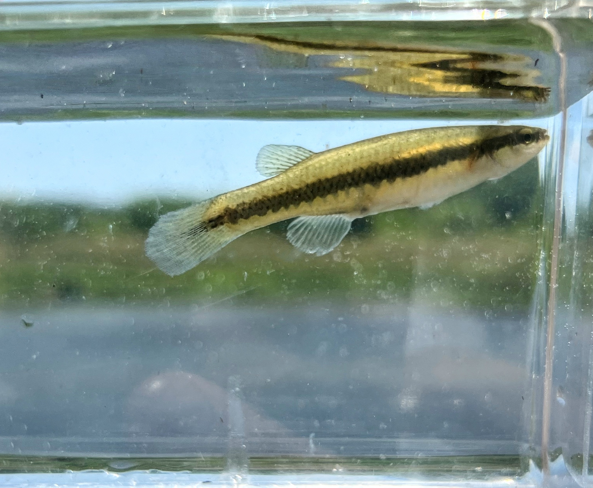 Fundulus notatus