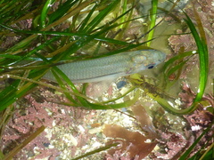 Atherinops affinis
