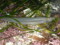 Atherinops affinis