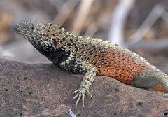 Microlophus delanonis