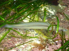 Atherinops affinis