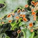 Pseudocyphellaria coriacea - Photo no hay derechos reservados, subido por Peter de Lange