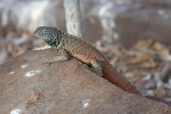 Microlophus delanonis