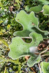 Pseudocyphellaria coriacea image