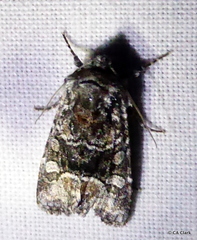 Lacinipolia davena
