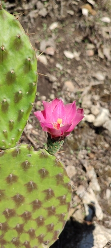 depressa cactus (Opuntia depressa)