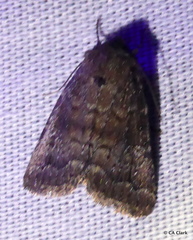 Pseudorthodes