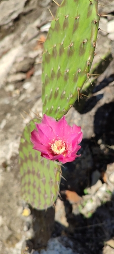 Opuntia depressa, photograph 2