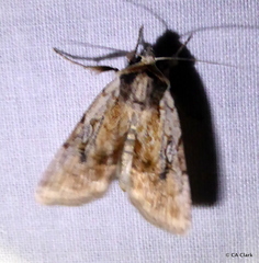 Setagrotis pallidicollis