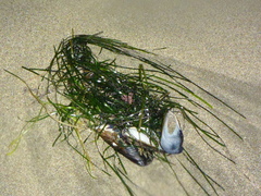 Phyllospadix scouleri