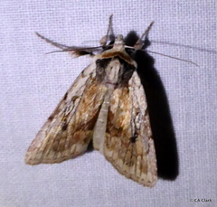 Setagrotis pallidicollis