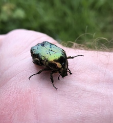 Cetonia aurataeformis