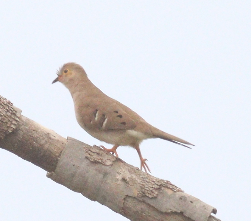 Long-tailed Ground Dove