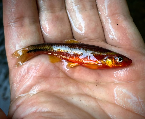 Vuur-shiner (Notropis rubricroceus) — Cyprinidae — 3