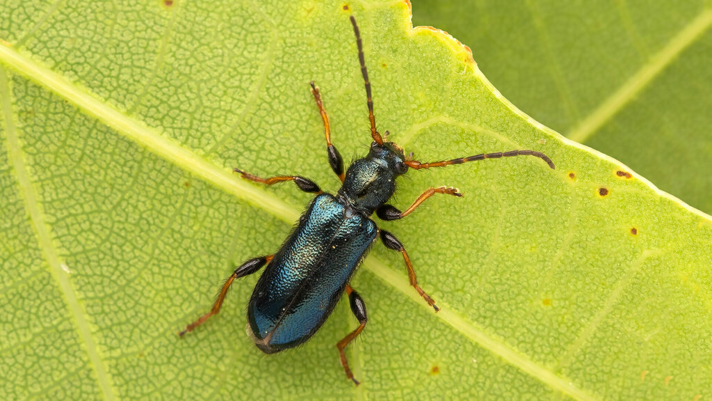 Phymatodes rufipes