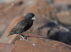 Geospiza conirostris