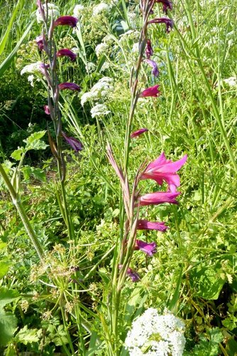 Gladiolus × byzantinus, photograph 3