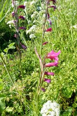 Gladiolus × byzantinus, photograph Patrick Le Mao, CC0, iNaturalist via GBIF