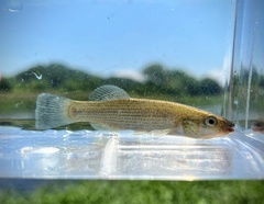 Northern Studfish photo 3