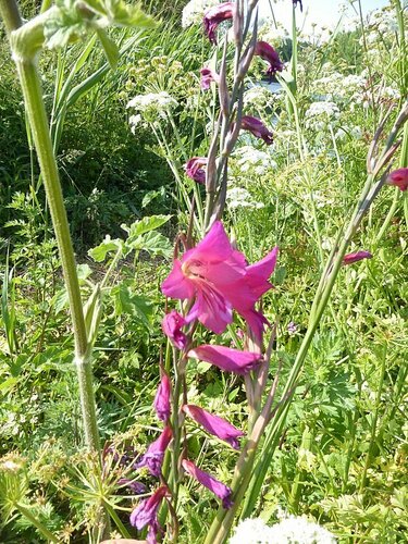 Gladiolus × byzantinus, photograph 5