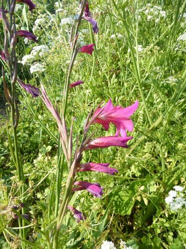 Gladiolus × byzantinus, photograph 6