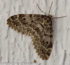 Malacodea pulchraria