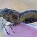 Stout Coastal Shrimp - Photo (c) M. Goff, some rights reserved (CC BY-NC-SA), uploaded by M. Goff