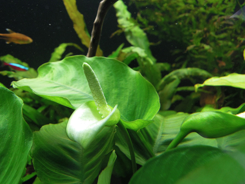 Anubias