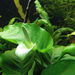 Anubias Plants - Photo (c) Tocekas, some rights reserved (CC BY-SA)