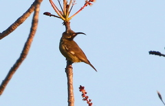 Chalcomitra senegalensis gutturalis