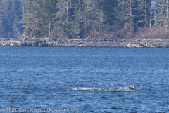 Megaptera novaeangliae