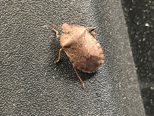 Menecles insertus