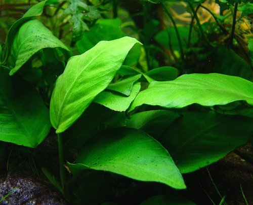 Anubias Barteri (Anubias barteri)