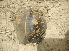 Rhinophrynus dorsalis