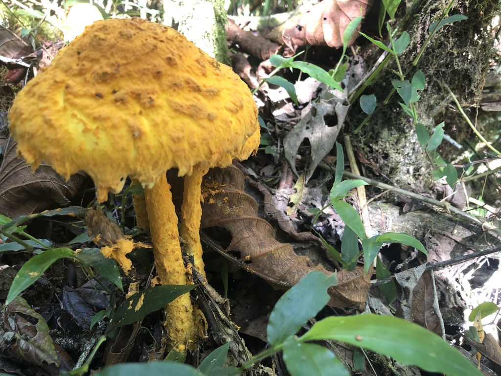 Amanita aureofloccosa